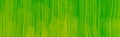 Winsor & Newton Winton Oil Colour - 37 ml tube - Phthalo Yellow Green