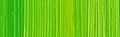 Holbein DUO Aqua Oil - 40 ml tube - Cadmium Green Light Hue