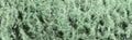 Daniel Smith Extra Fine Watercolour - 15 ml tube - Zoisite Genuine