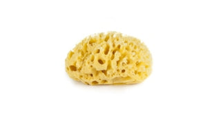 Sea Sponge