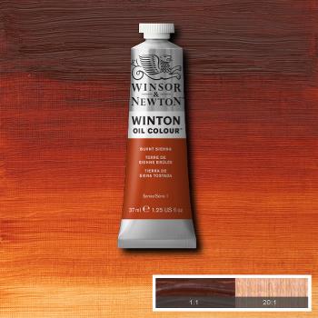 Winsor & Newton Winton Oil Colour - 37 ml tube - Burnt Sienna
