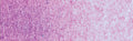 Winsor & Newton Professional Watercolour - 14 ml tube - Cobalt Violet