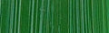 Holbein DUO Aqua Oil - 40 ml tube - Cadmium Green Hue