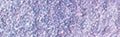 Daniel Smith Extra Fine Watercolour - 15 ml tube - Duochrome Violet Pearl