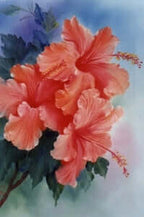 Bob Ross Floral Painting Packet - Hibiscus Cluster
