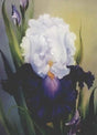 Bob Ross Floral Painting Packet - Iris