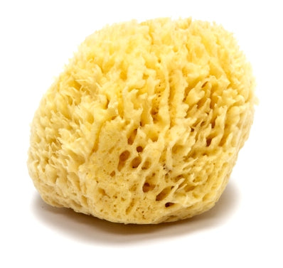 Large Natural Sea Sponge