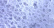 Thai Lace Paper 25" x 37" - Light Blue
