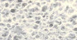 Thai Lace Paper 25" x 37" - White